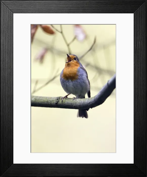 Framed Print : Picture No. 10894025 Framed Print : Picture No. 10894025