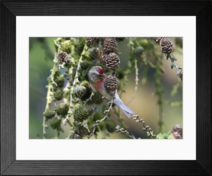 Framed Print : Picture No. 10894021 Framed Print : Picture No. 10894021