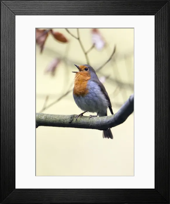 Framed Print : Picture No. 10894026