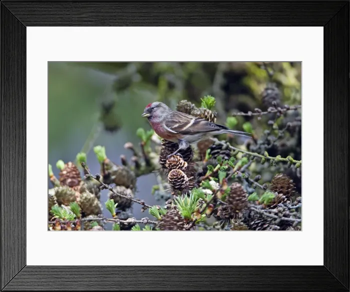 Framed Print : Picture No. 10894020 Framed Print : Picture No. 10894020