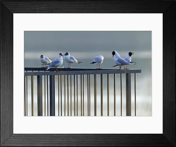 Framed Print : Picture No. 10894027 Framed Print : Picture No. 10894027