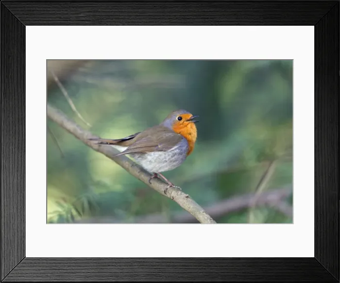 Framed Print : Picture No. 10894023 Framed Print : Picture No. 10894023