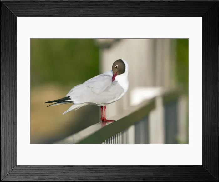 Framed Print : Picture No. 10894028 Framed Print : Picture No. 10894028