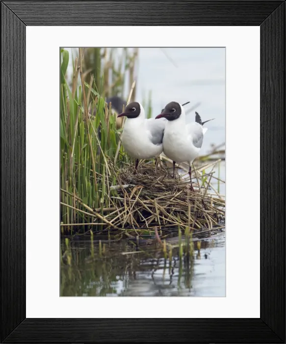 Framed Print : Picture No. 10894031 Framed Print : Picture No. 10894031