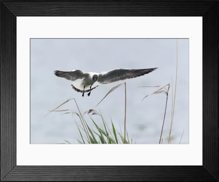 Framed Print : Picture No. 10894030 Framed Print : Picture No. 10894030