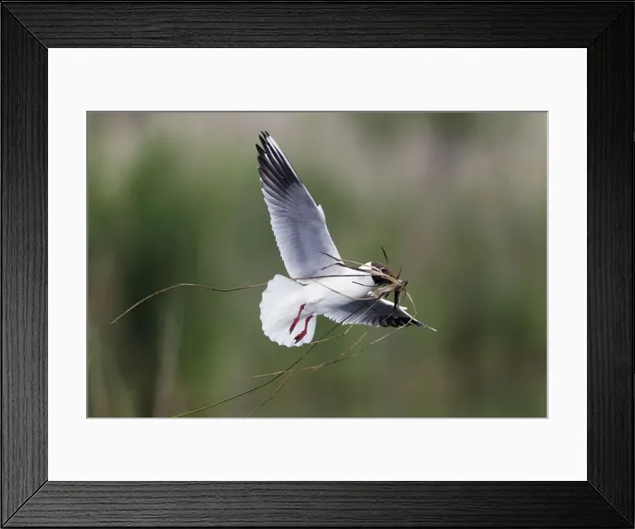 Framed Print : Picture No. 10894032 Framed Print : Picture No. 10894032