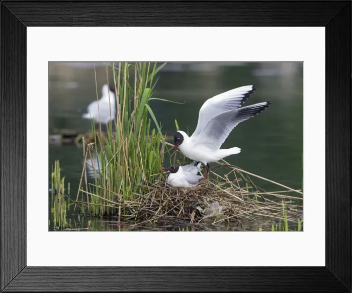 Framed Print : Picture No. 10894029 Framed Print : Picture No. 10894029