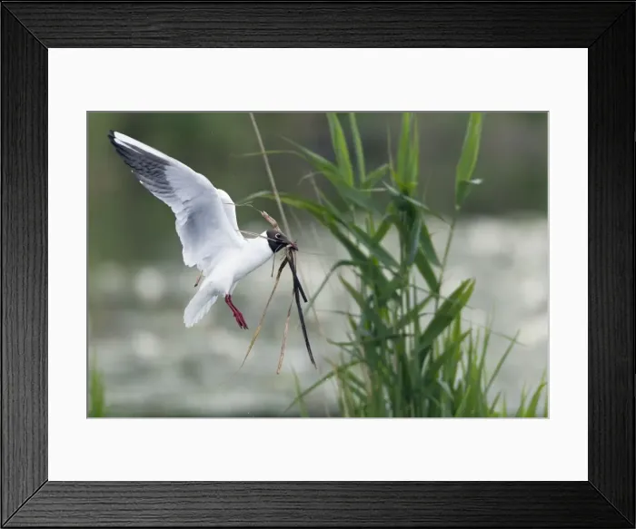 Framed Print : Picture No. 10894033 Framed Print : Picture No. 10894033