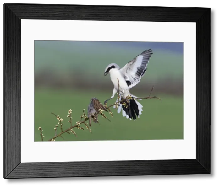 Framed Print : Picture No. 10894036 Framed Print : Picture No. 10894036