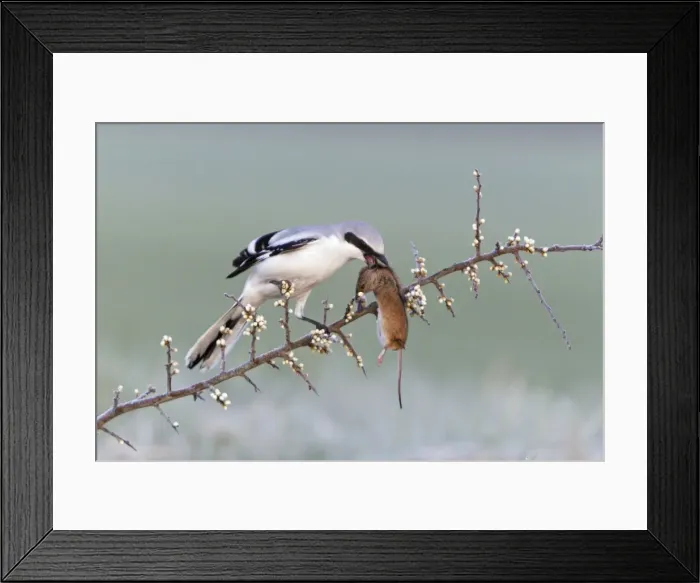 Framed Print : Picture No. 10894037 Framed Print : Picture No. 10894037