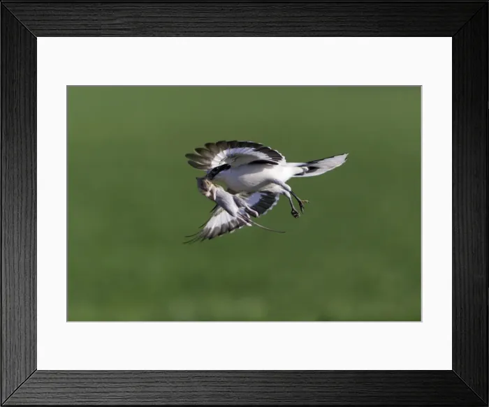 Framed Print : Picture No. 10894040 Framed Print : Picture No. 10894040