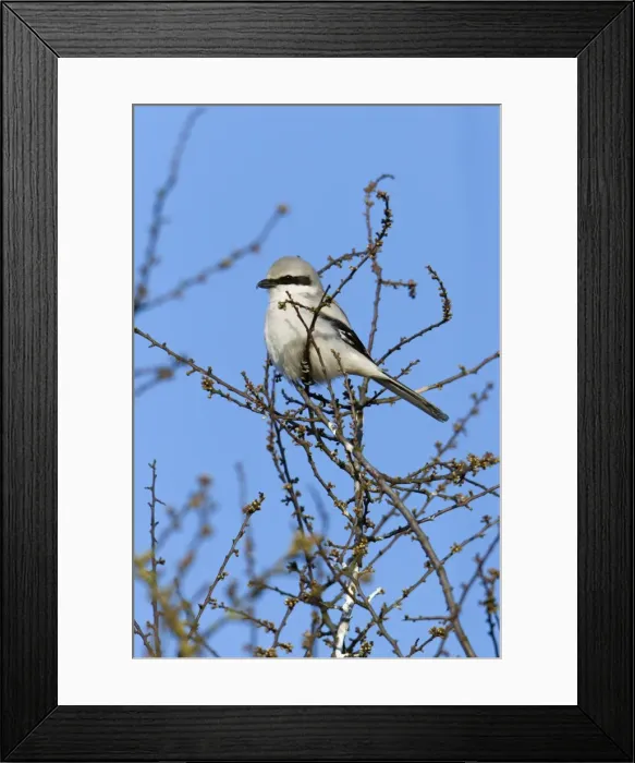 Framed Print : Picture No. 10894034 Framed Print : Picture No. 10894034