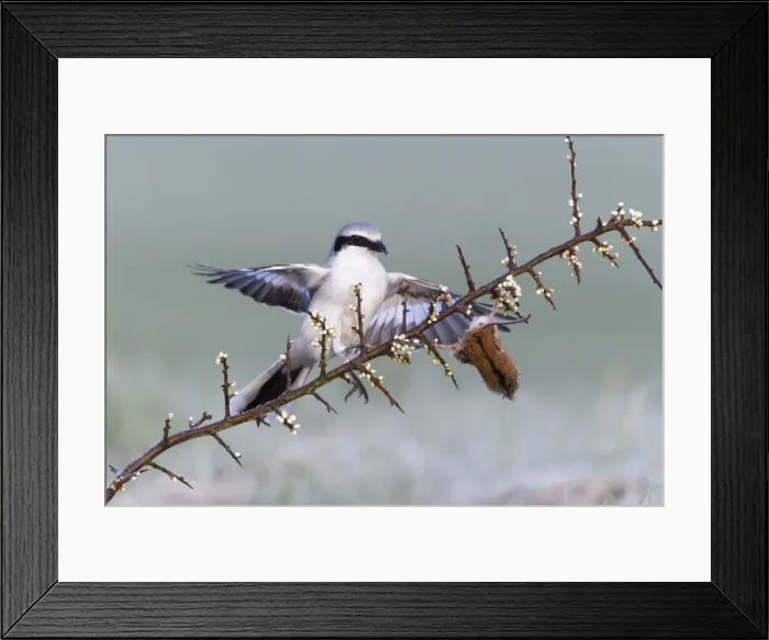 Framed Print : Picture No. 10894039 Framed Print : Picture No. 10894039