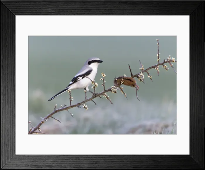 Framed Print : Picture No. 10894038 Framed Print : Picture No. 10894038