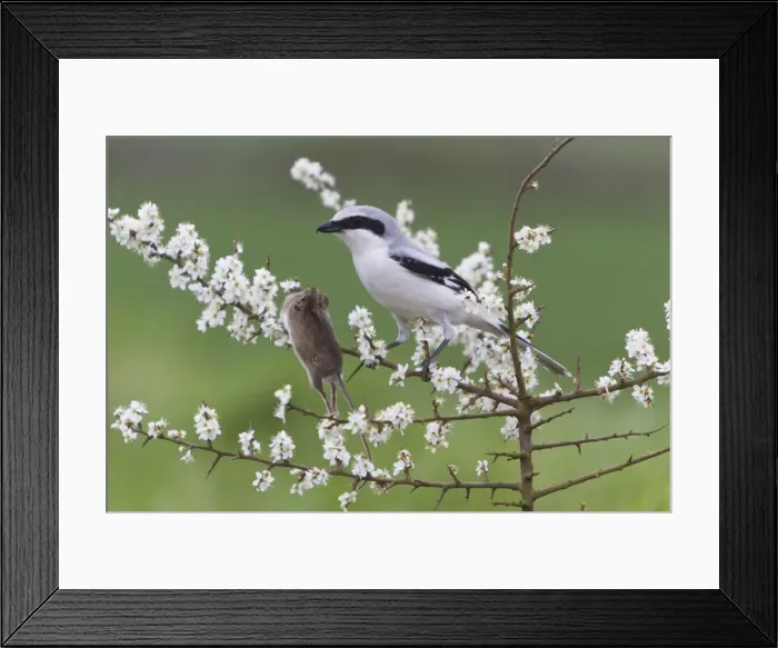 Framed Print : Picture No. 10894041 Framed Print : Picture No. 10894041