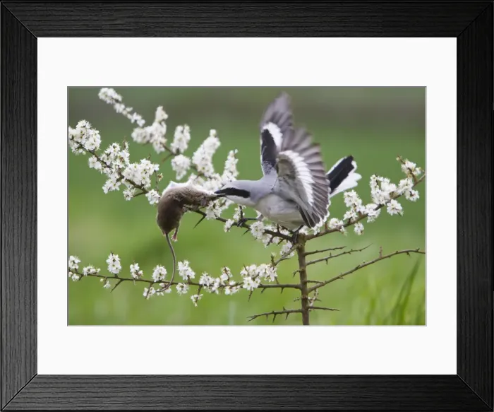 Framed Print : Picture No. 10894042 Framed Print : Picture No. 10894042