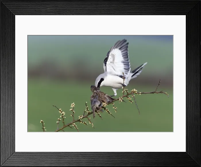 Framed Print : Picture No. 10894035 Framed Print : Picture No. 10894035