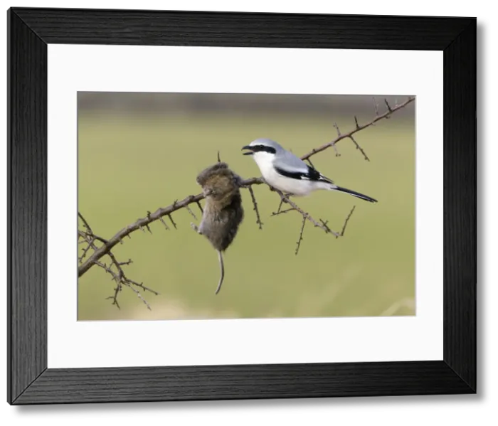 Framed Print : Picture No. 10894046 Framed Print : Picture No. 10894046