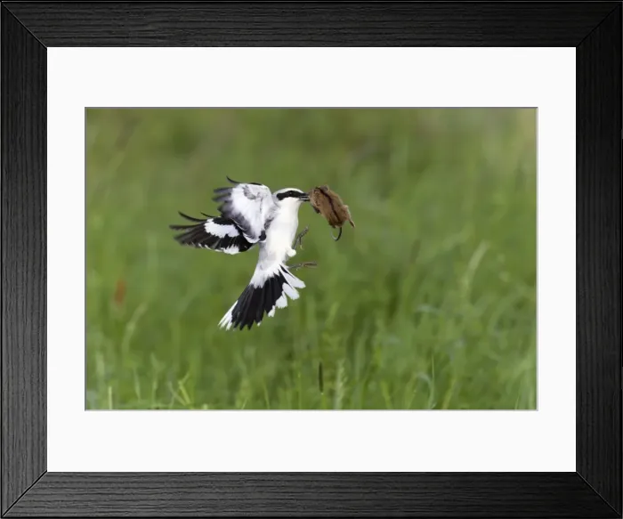 Framed Print : Picture No. 10894044 Framed Print : Picture No. 10894044