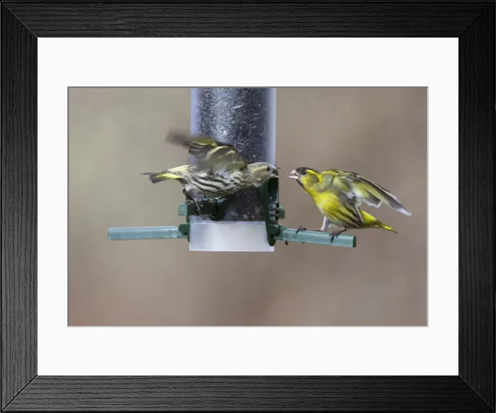 Framed Print : Picture No. 10894048 Framed Print : Picture No. 10894048