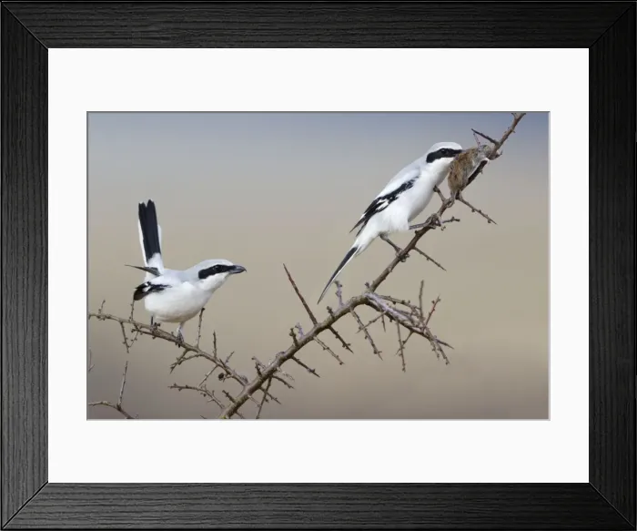 Framed Print : Picture No. 10894045 Framed Print : Picture No. 10894045