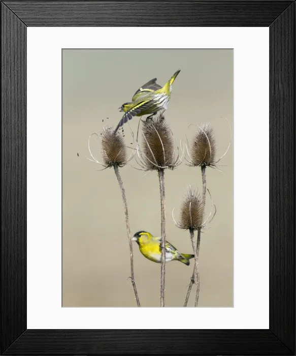 Framed Print : Picture No. 10894050 Framed Print : Picture No. 10894050