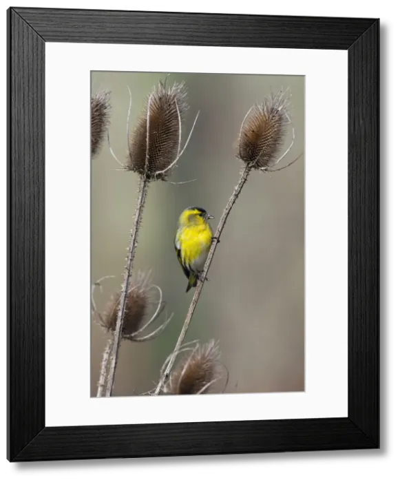 Framed Print : Picture No. 10894047 Framed Print : Picture No. 10894047