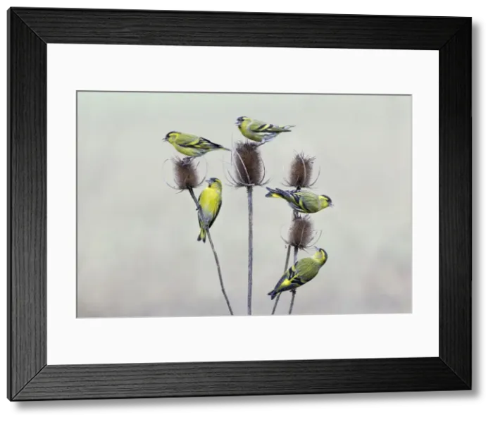 Framed Print : Picture No. 10894051 Framed Print : Picture No. 10894051