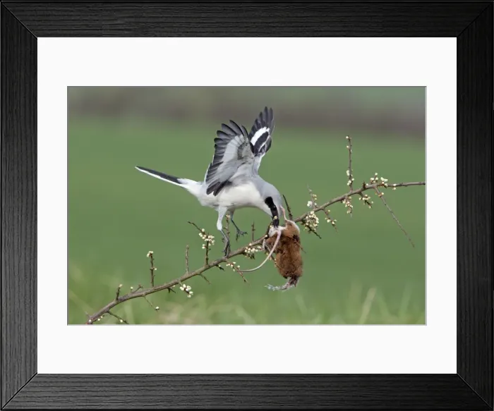 Framed Print : Picture No. 10894043 Framed Print : Picture No. 10894043