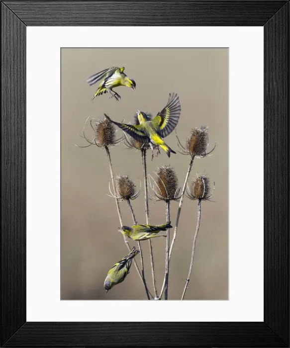 Framed Print : Picture No. 10894054 Framed Print : Picture No. 10894054