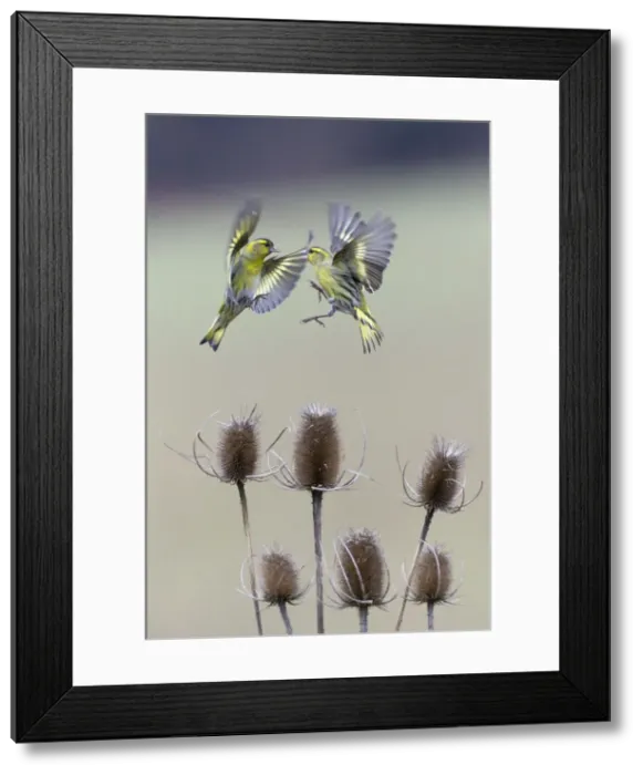 Framed Print : Picture No. 10894053 Framed Print : Picture No. 10894053