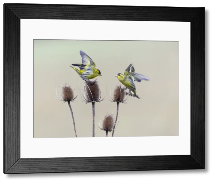 Framed Print : Picture No. 10894052
