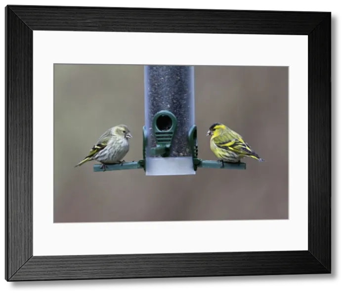 Framed Print : Picture No. 10894049 Framed Print : Picture No. 10894049