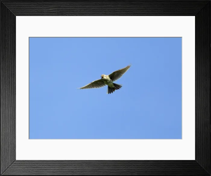 Framed Print : Picture No. 10894058 Framed Print : Picture No. 10894058