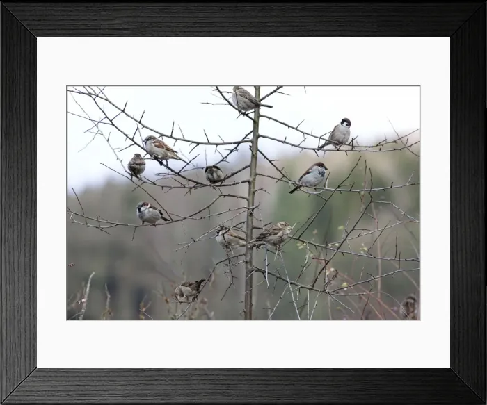 Framed Print : Picture No. 10894059 Framed Print : Picture No. 10894059