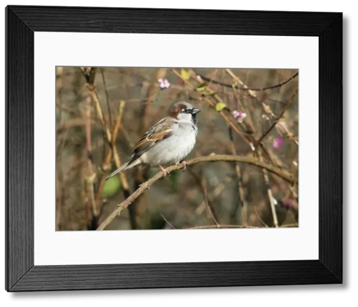 Framed Print : Picture No. 10894063 Framed Print : Picture No. 10894063