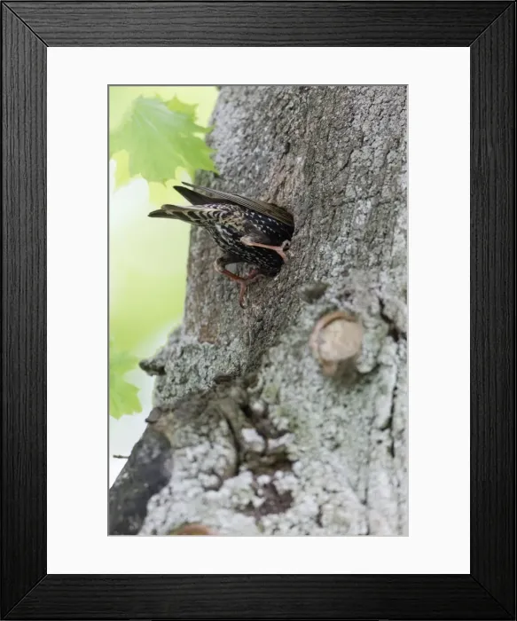 Framed Print : Picture No. 10894065 Framed Print : Picture No. 10894065