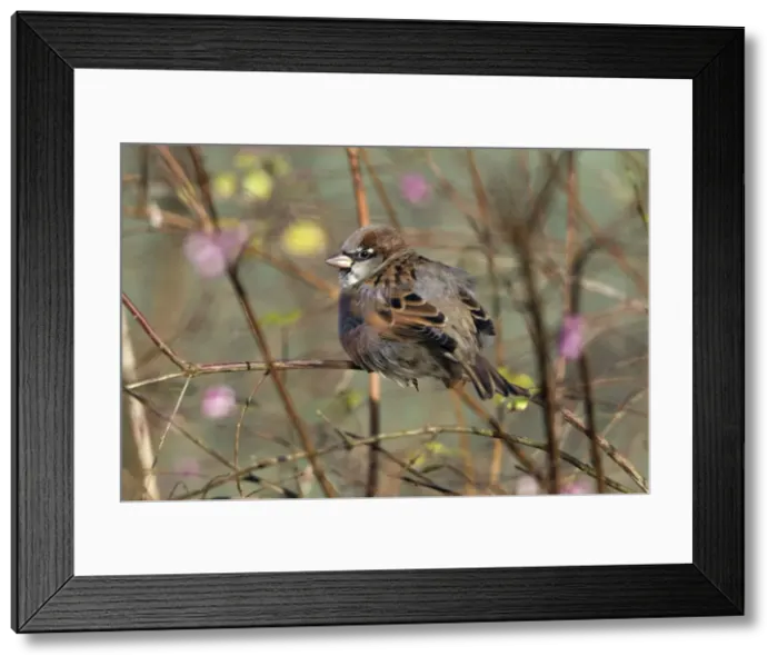 Framed Print : Picture No. 10894061 Framed Print : Picture No. 10894061