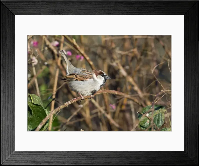 Framed Print : Picture No. 10894062 Framed Print : Picture No. 10894062