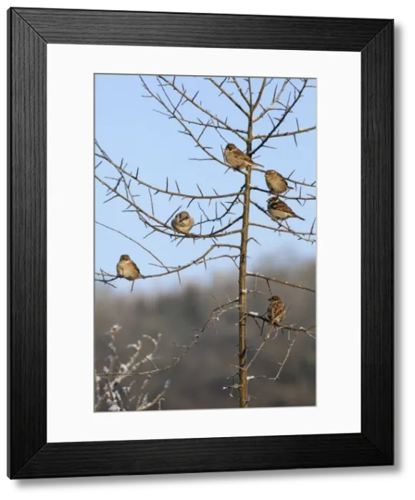 Framed Print : Picture No. 10894060 Framed Print : Picture No. 10894060