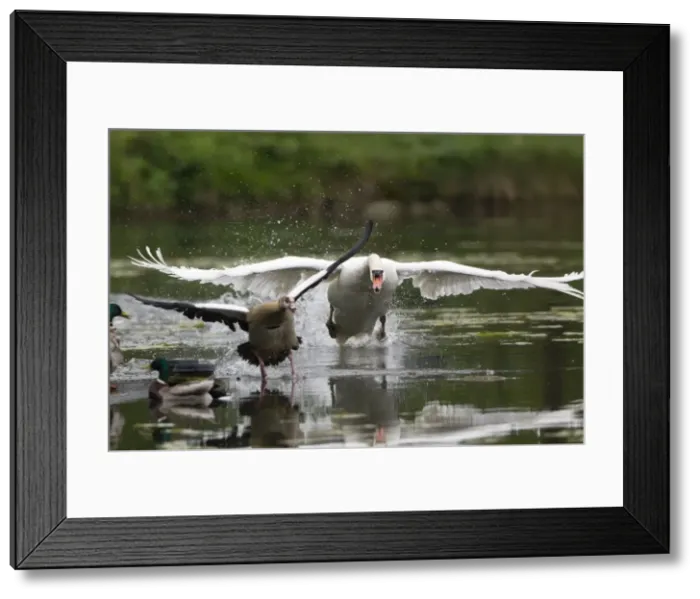 Framed Print : Picture No. 10894067 Framed Print : Picture No. 10894067