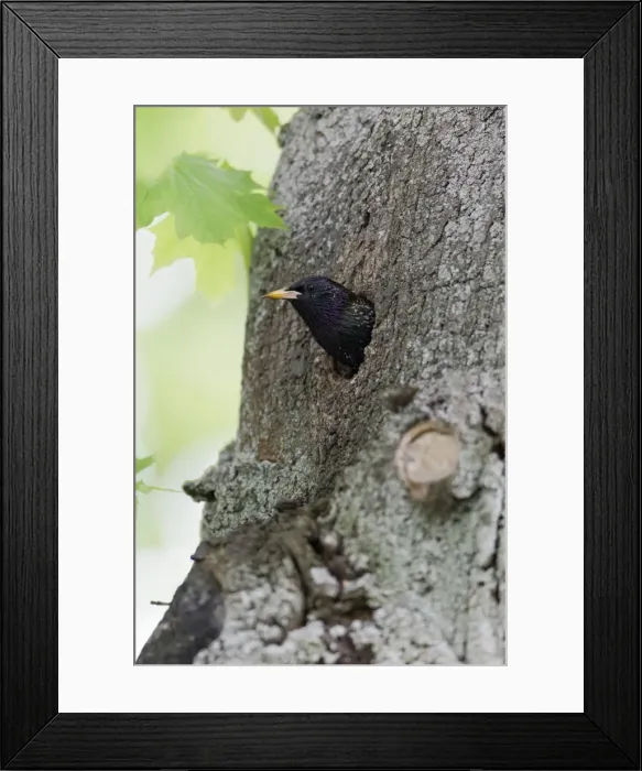 Framed Print : Picture No. 10894064 Framed Print : Picture No. 10894064
