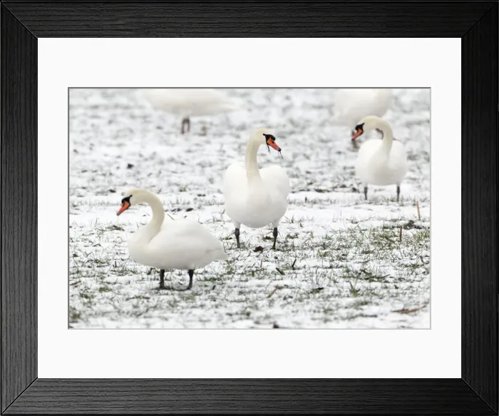 Framed Print : Picture No. 10894069