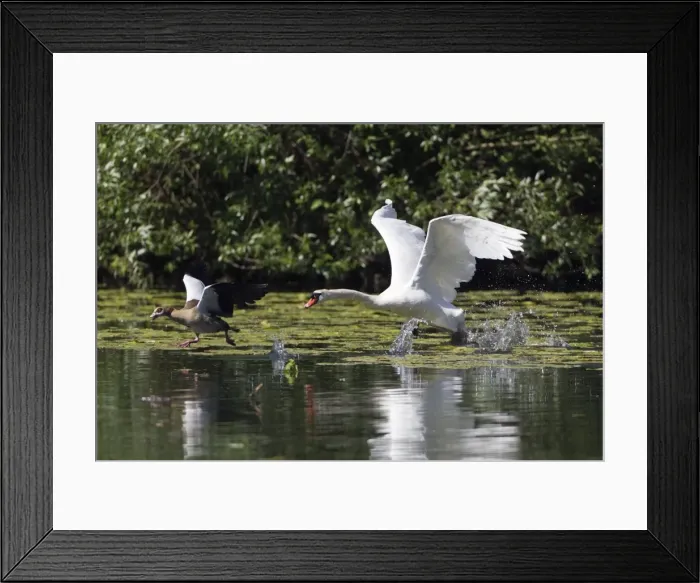 Framed Print : Picture No. 10894068 Framed Print : Picture No. 10894068
