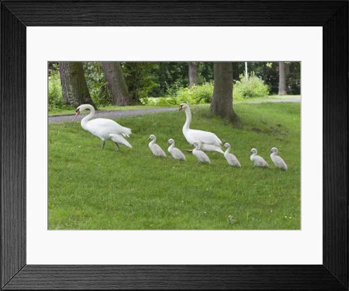 Framed Print : Picture No. 10894070 Framed Print : Picture No. 10894070