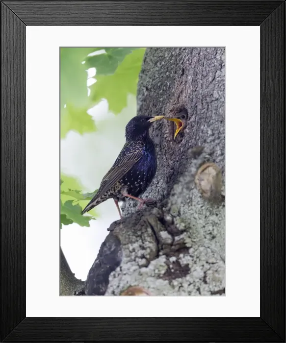 Framed Print : Picture No. 10894066 Framed Print : Picture No. 10894066