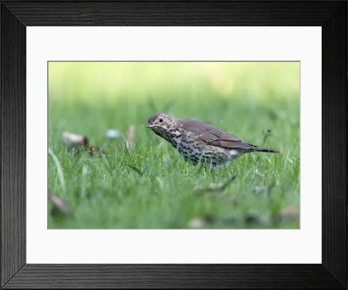 Framed Print : Picture No. 10894073 Framed Print : Picture No. 10894073