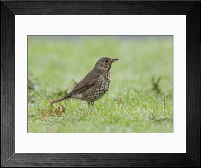 Framed Print : Picture No. 10894072 Framed Print : Picture No. 10894072