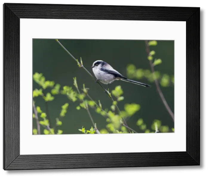 Framed Print : Picture No. 10894076 Framed Print : Picture No. 10894076