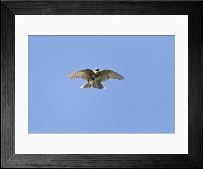 Framed Print : Picture No. 10894078 Framed Print : Picture No. 10894078